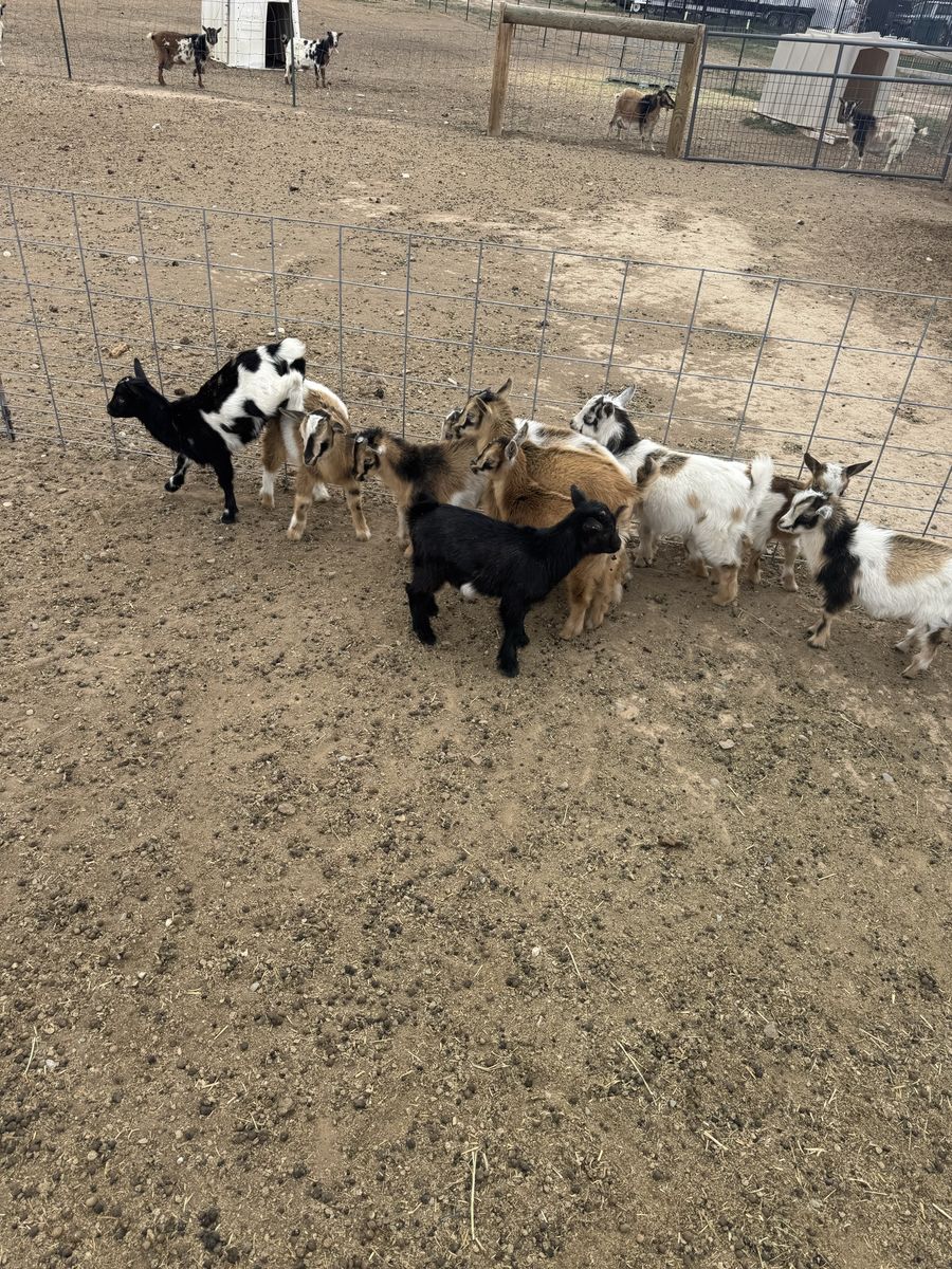 Nigerian Dwarfs For Sale