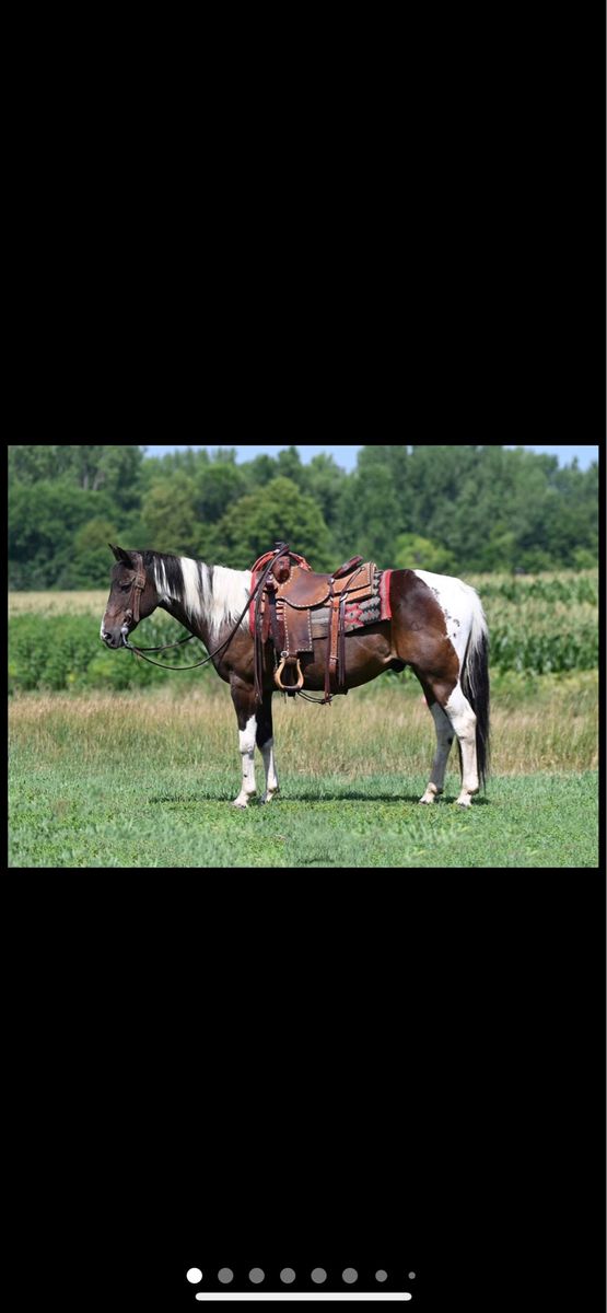 Patches – 15-Year-Old Paint Gelding