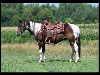 Patches – 15-Year-Old Paint Gelding