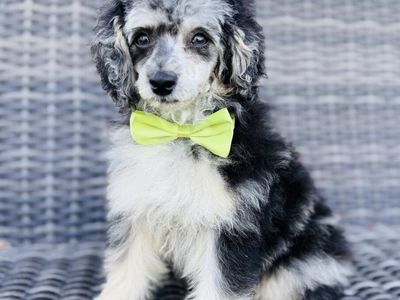 Blue Merle Phantom Toy Poodle Stud -7lbs, Bb