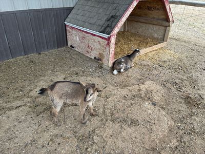 2 Bucklings - Bean and Buster