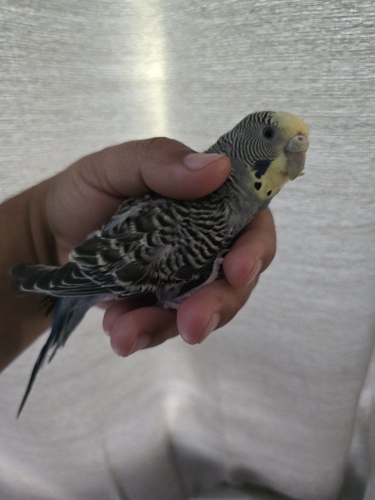 Female Parakeet