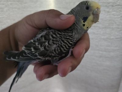 Female Parakeet