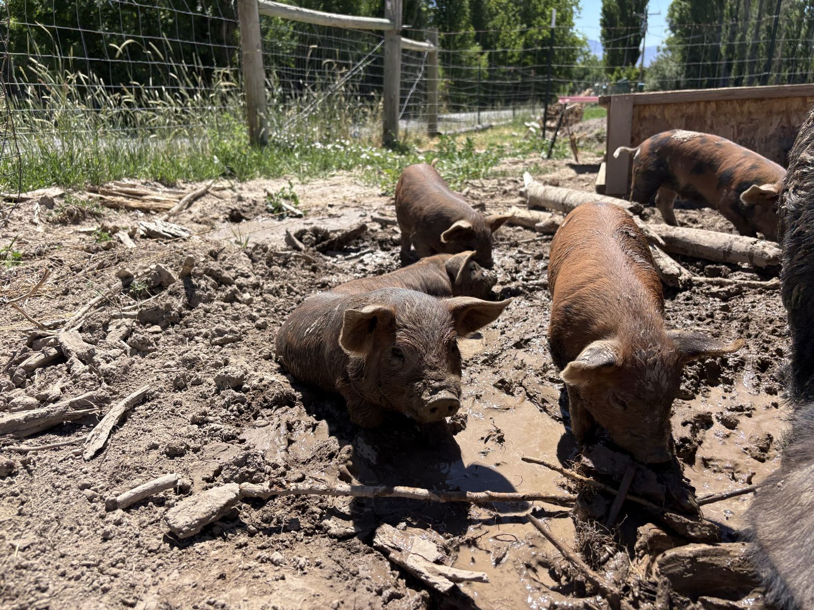 Piglets