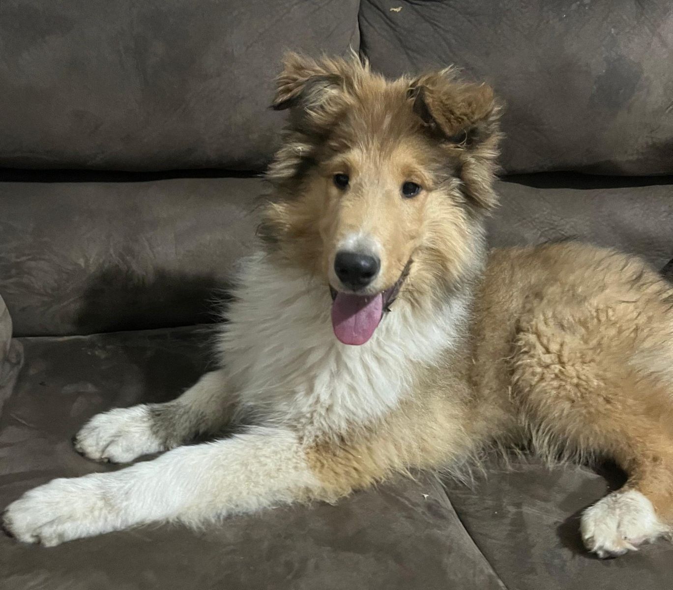 AKC Lassie Collie Puppy