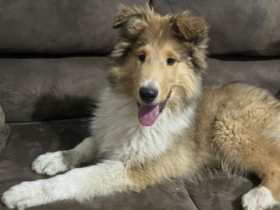 AKC Lassie Collie Puppy