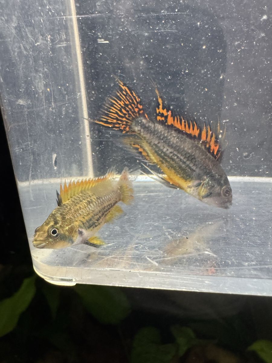 Apistogramma cacatuoides
