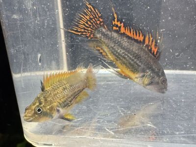Apistogramma cacatuoides
