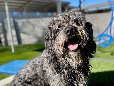 A126898 Ollie is Available for Adoption!