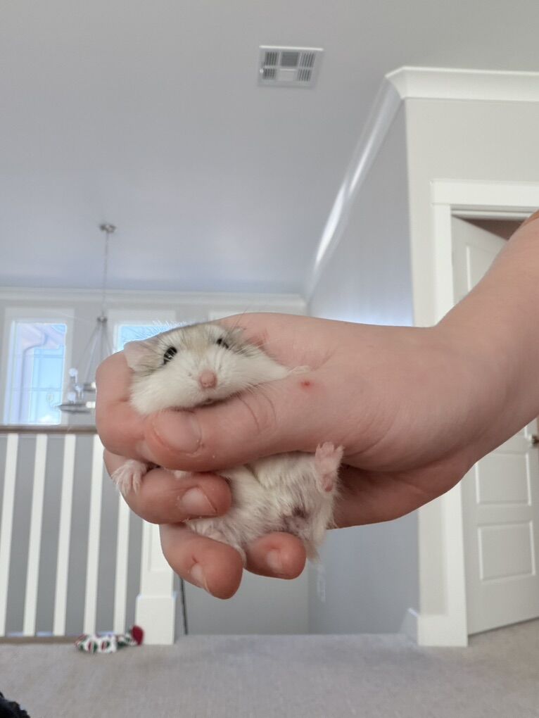 Cute Hamster