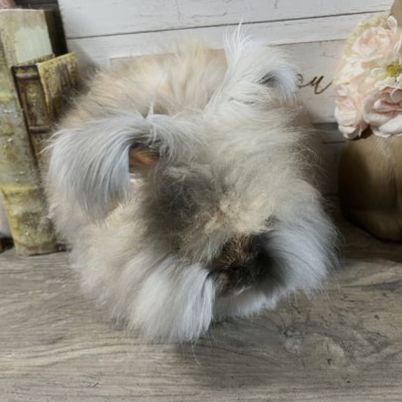 English Angora Bunny Pedigreed Proven Harlequin