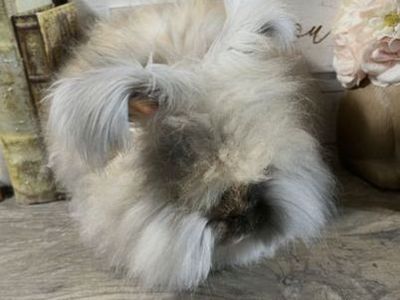 English Angora Bunny Pedigreed Proven Harlequin