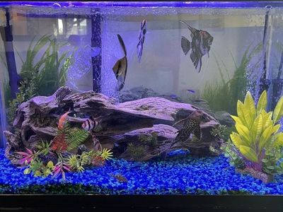 30 Gal Aquarium