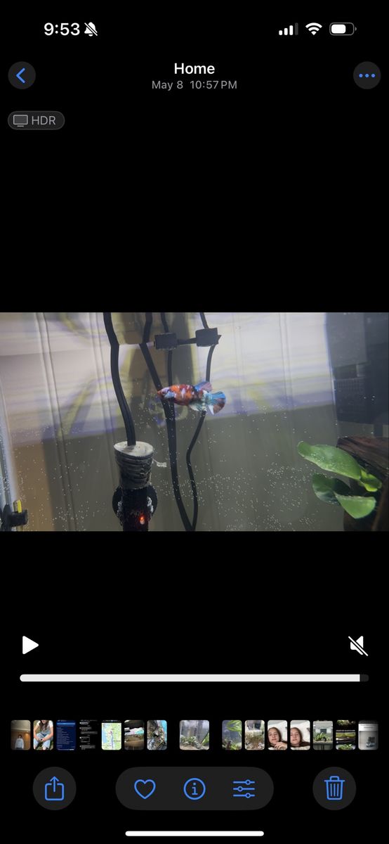 Fish