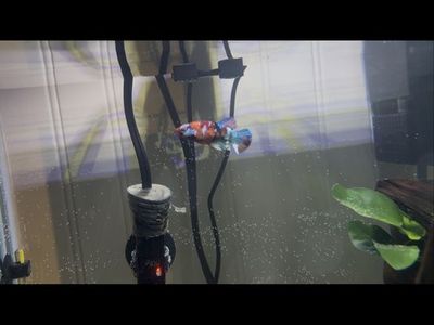 Fish