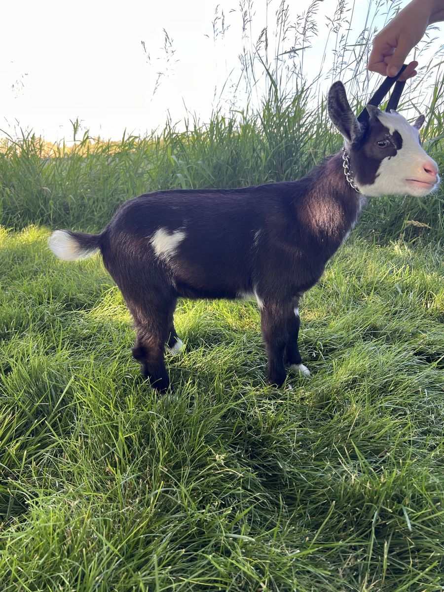 Goat Livestock - Nigerian Dwarf Goats for Sale - Healthy & Friendly