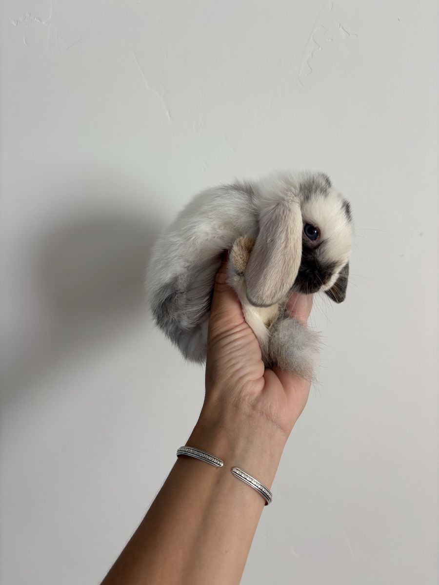 Holland lop buck