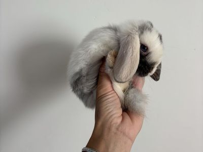 Holland lop buck