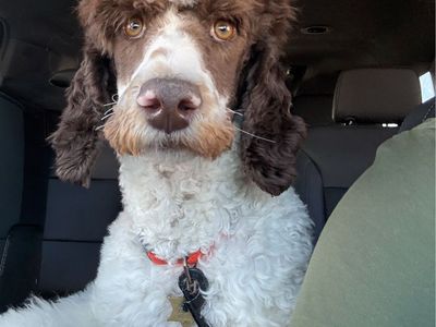 Standard Poodle