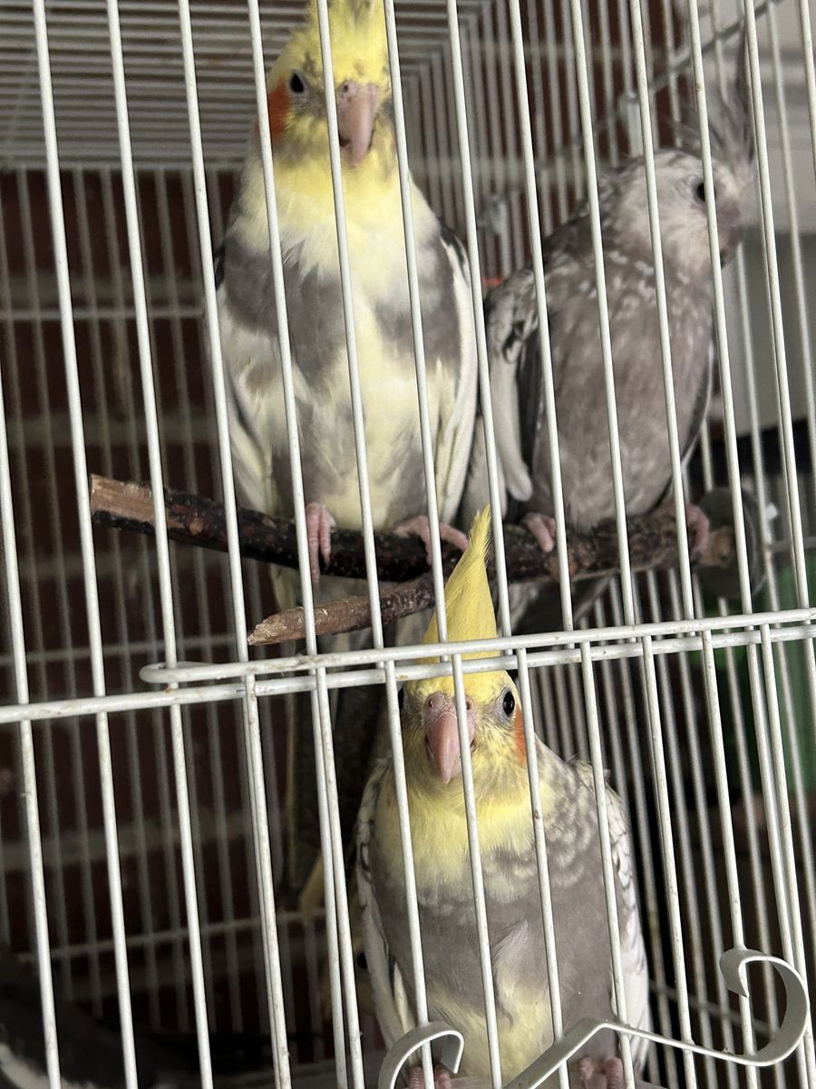 Cockatiel babies ($125-175) not tame