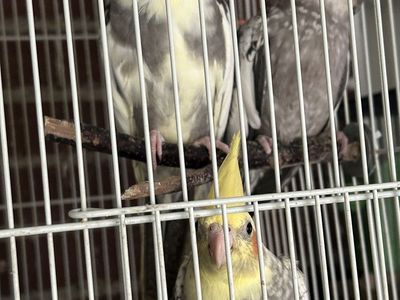 Cockatiel babies ($125-175) not tame