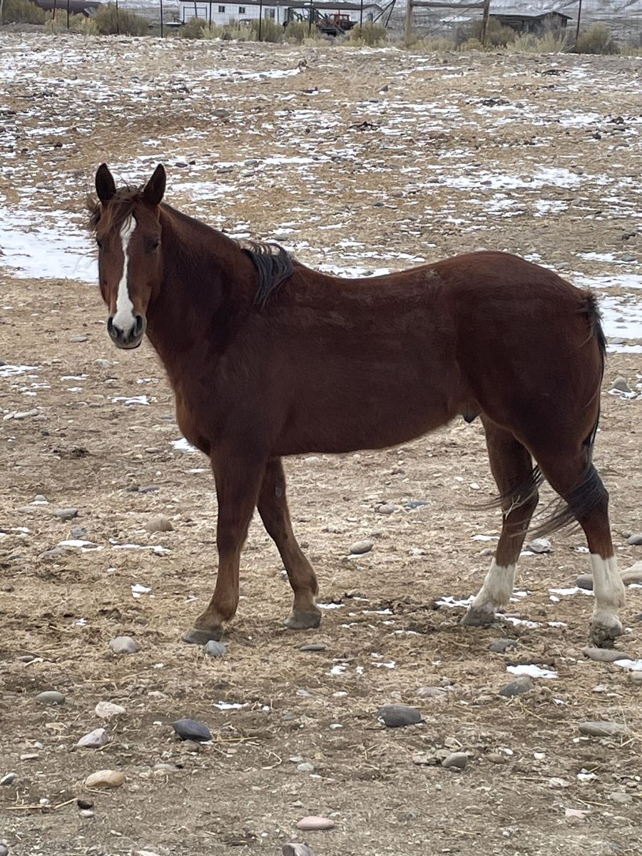 9 Year Old Sorrel Quarter Horse Gelding