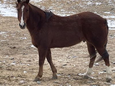 9 Year Old Sorrel Quarter Horse Gelding