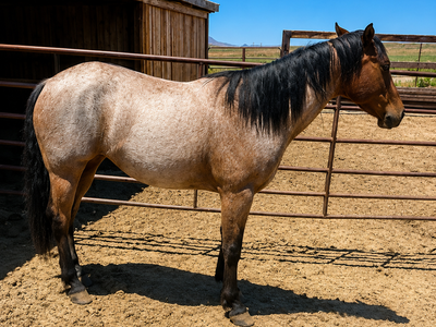 6 yr Old Filly