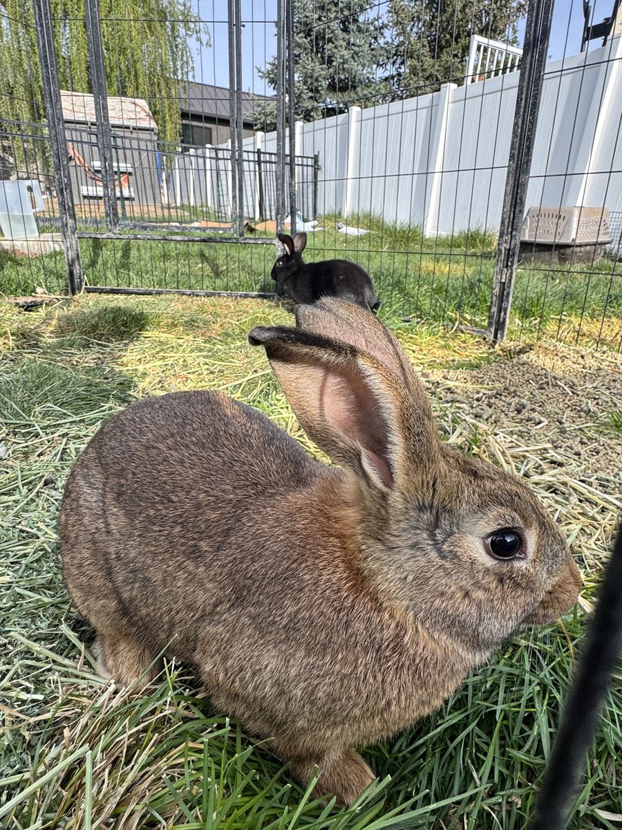 New Zealand Rabbits For sale