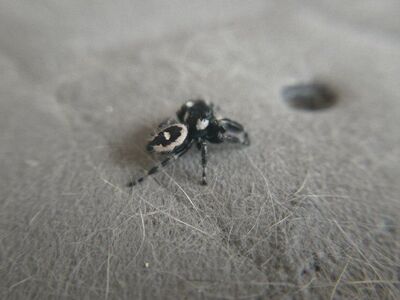 cheap jumping spiders