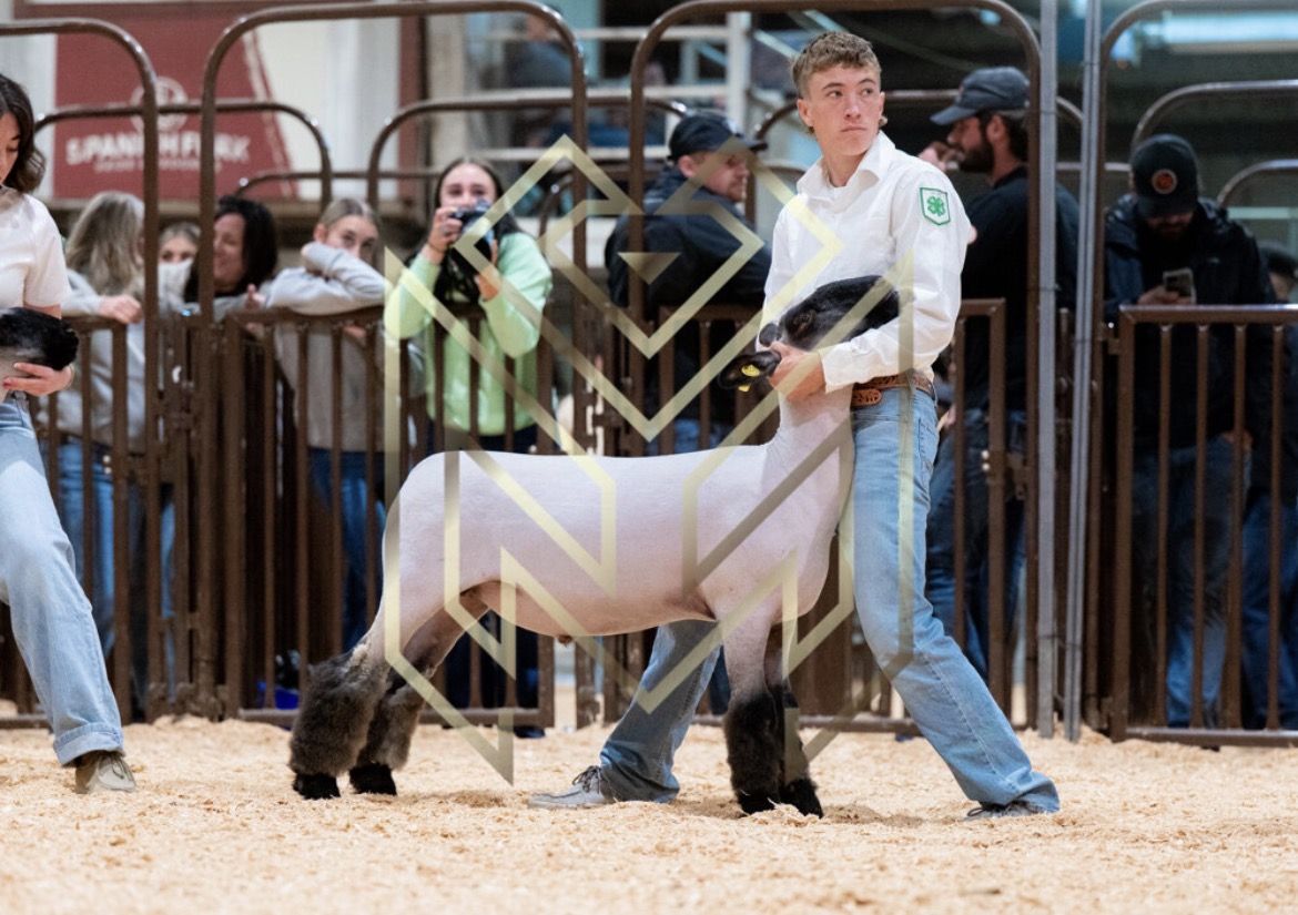 Lamb