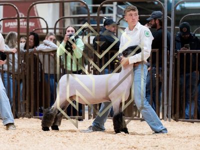 Lamb