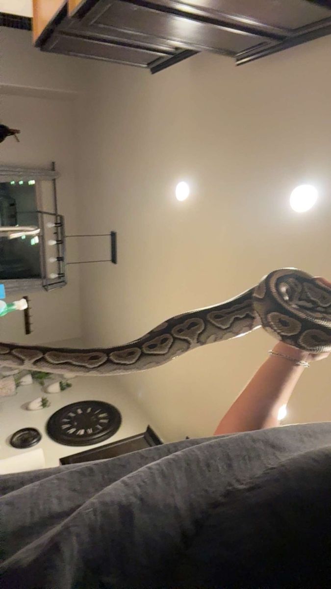 GIANT ball python