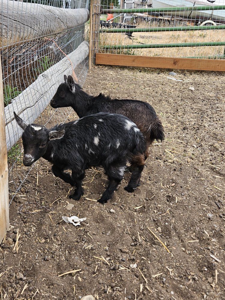 kiko bucklings and doelings goats , goat , dwarfs, mini