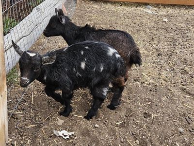 kiko bucklings and doelings goats , goat , dwarfs, mini