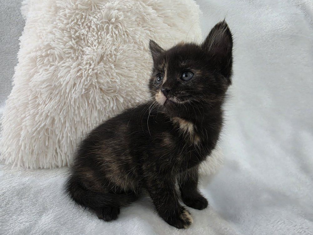 Sweet & Playful Kittens Ready for Their Forever Homes!