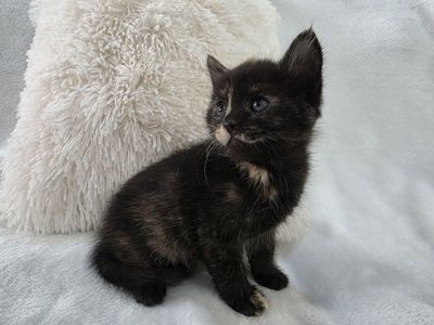 Sweet & Playful Kittens Ready for Their Forever Homes!