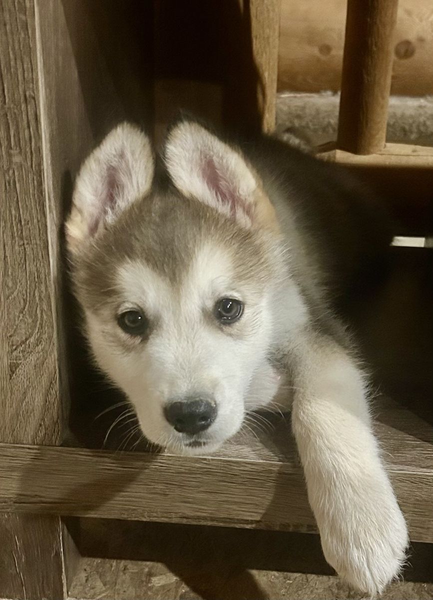 Hypoallergenic Golden Indian Dog Puppies – New Litter - 2 Females & 4 Males