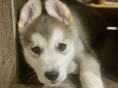 Hypoallergenic Golden Indian Dog Puppies – New Litter - 2 Females & 4 Males