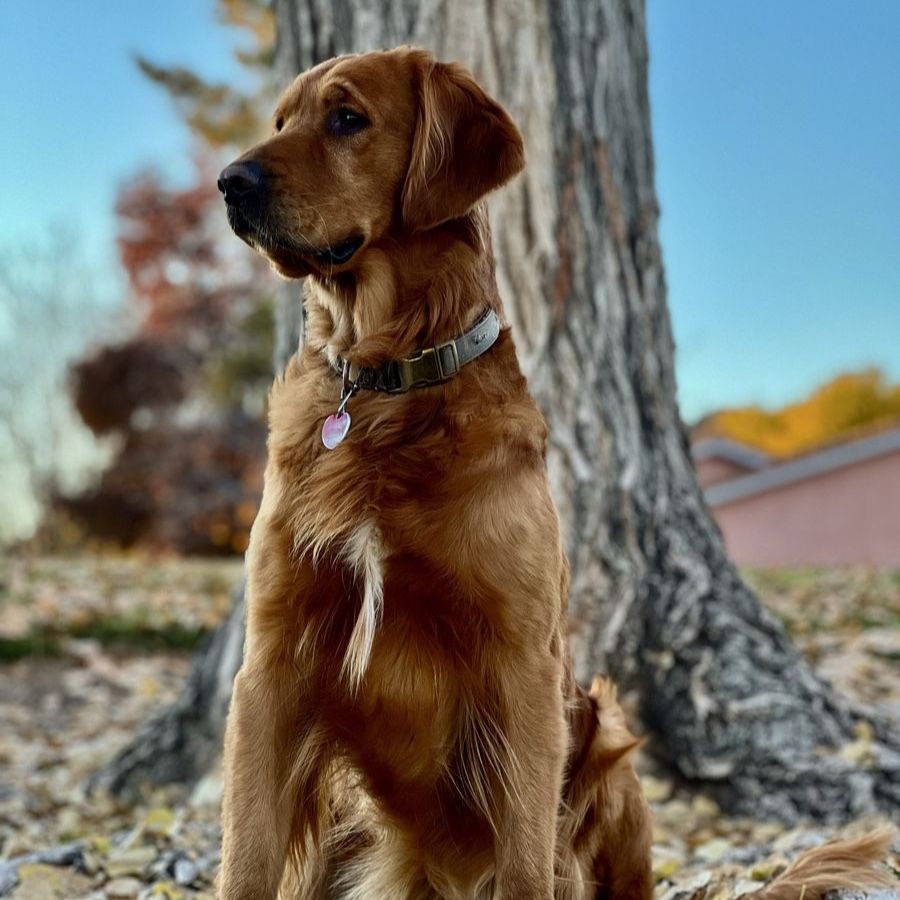 AKC OFA DNA DARK RED GOLDEN RETRIEVER FOR STUD