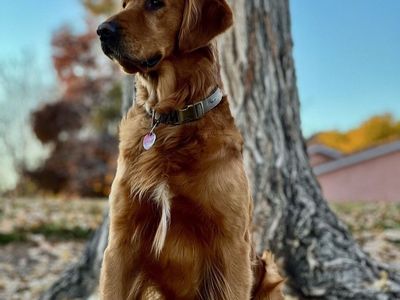 AKC OFA DNA DARK RED GOLDEN RETRIEVER FOR STUD