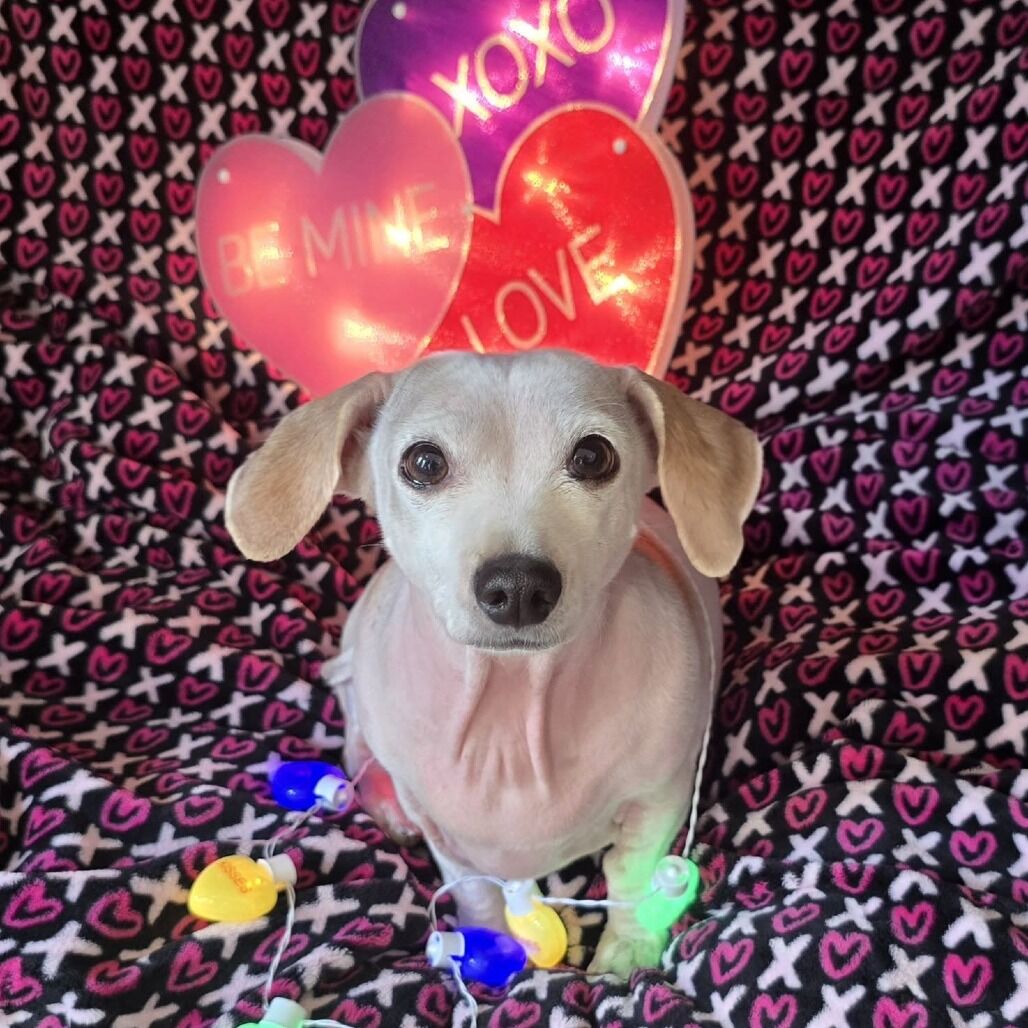 Hello my name is Piglet