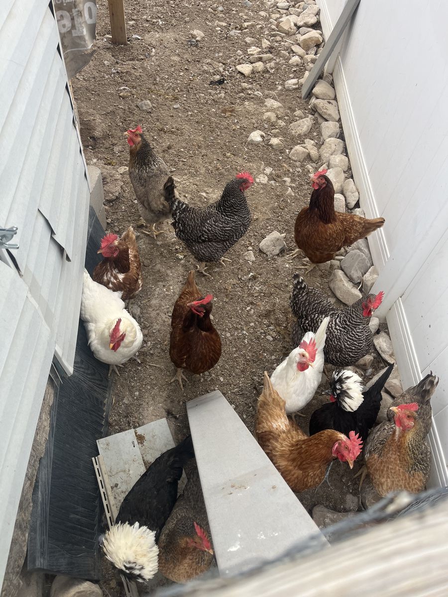 Free chickens