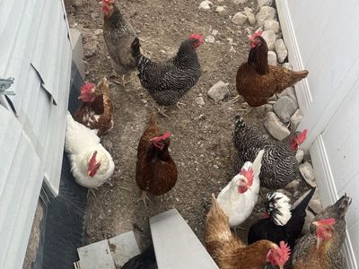 Free chickens
