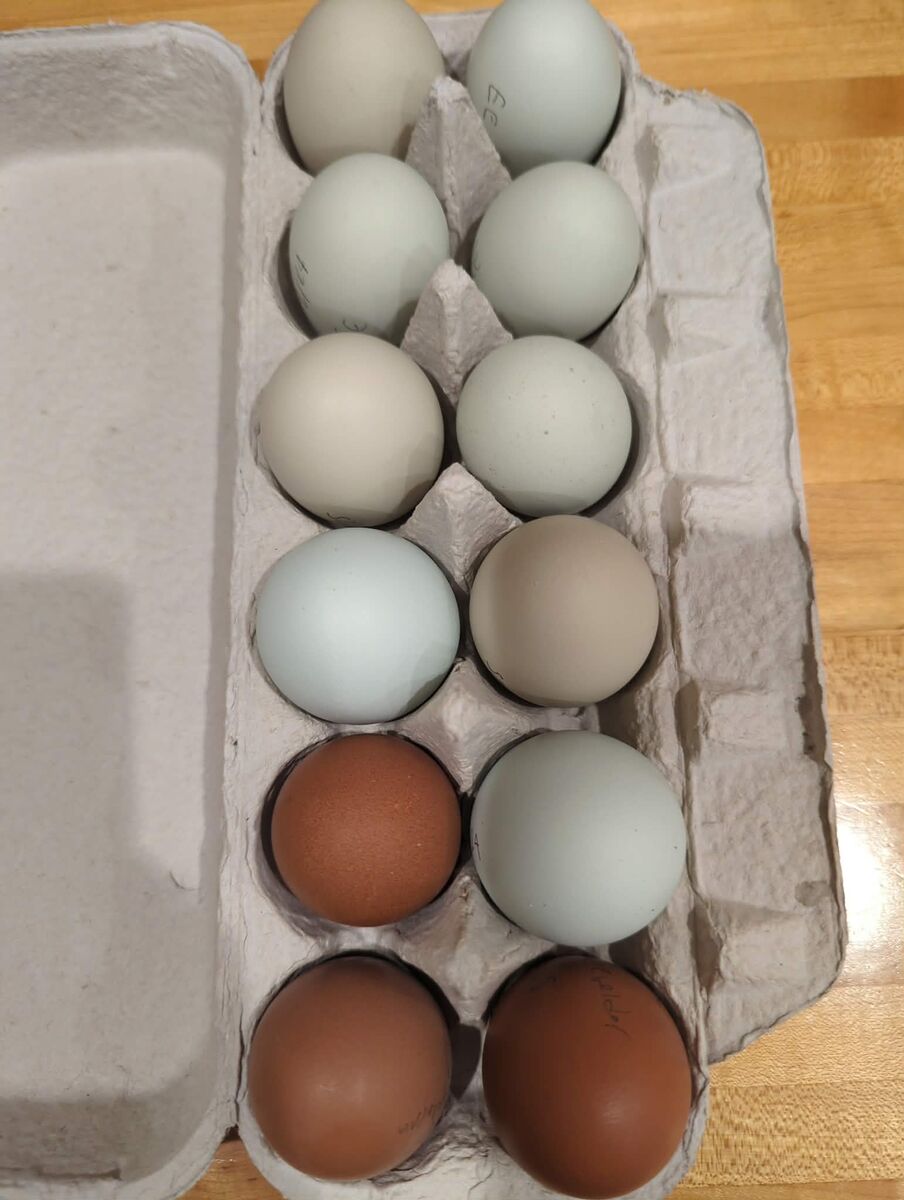 Fibro Project Hatching Eggs