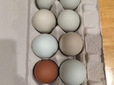 Fibro Project Hatching Eggs