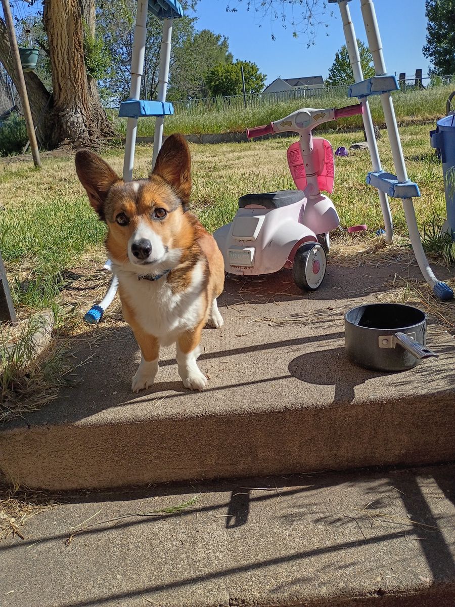 Mini male Corgi