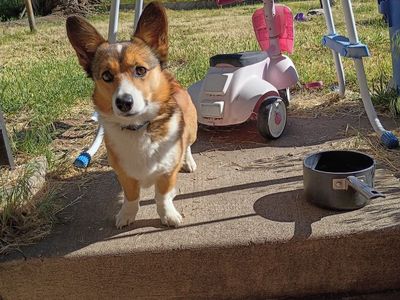 Mini male Corgi