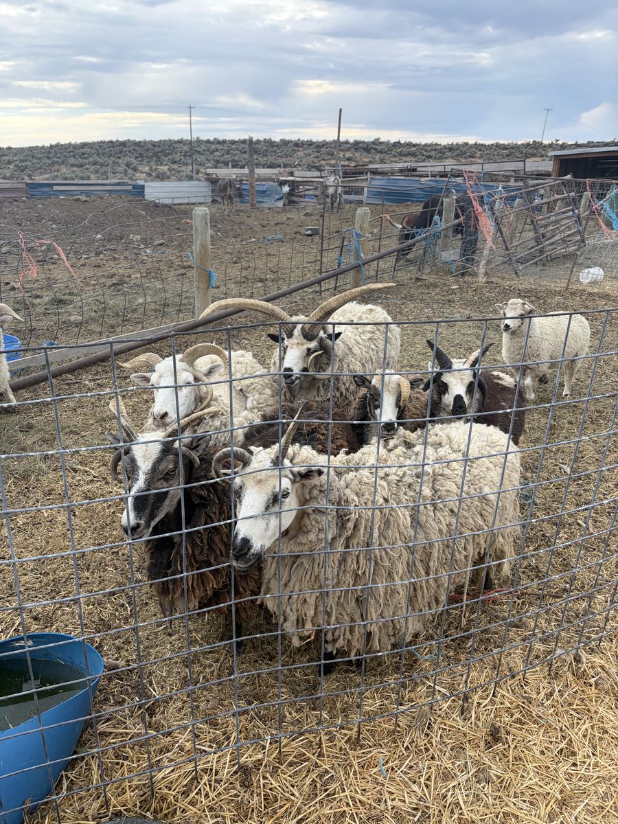 4 horn Jacob sheep