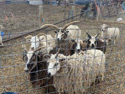 4 horn Jacob sheep